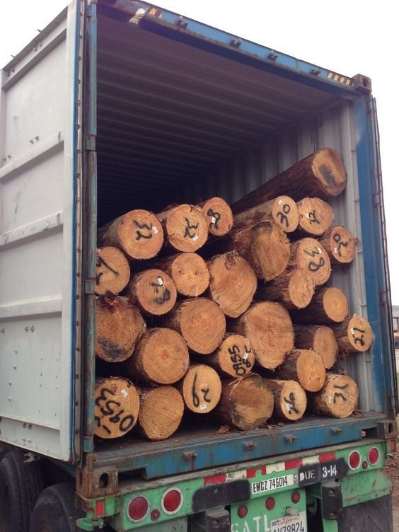 Container mit sortierten Stämmen