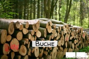 imgi_4_Stammholz+Label+Buche+ganzer+LKW Buchen-Stammholz – 20 RM (Halb-LKW) / 40 RM (Komplett-LKW)